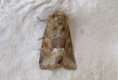 Middle-barred Minor